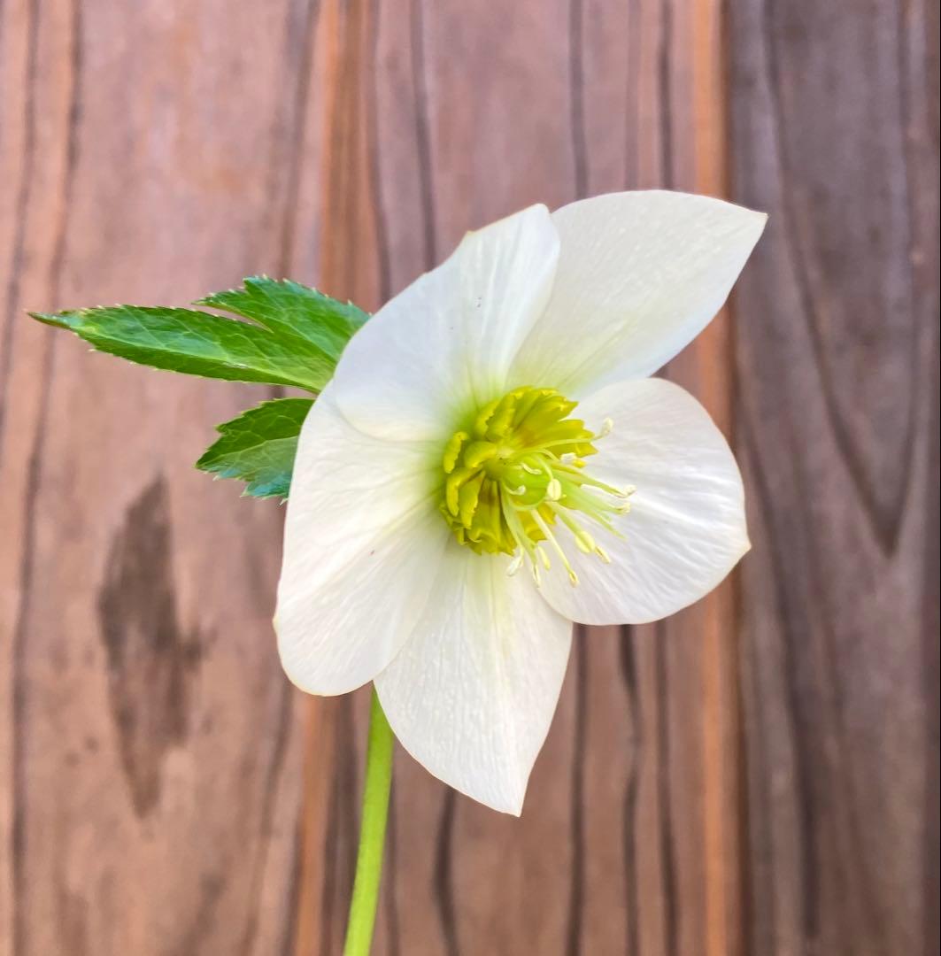 marge様ご検討用