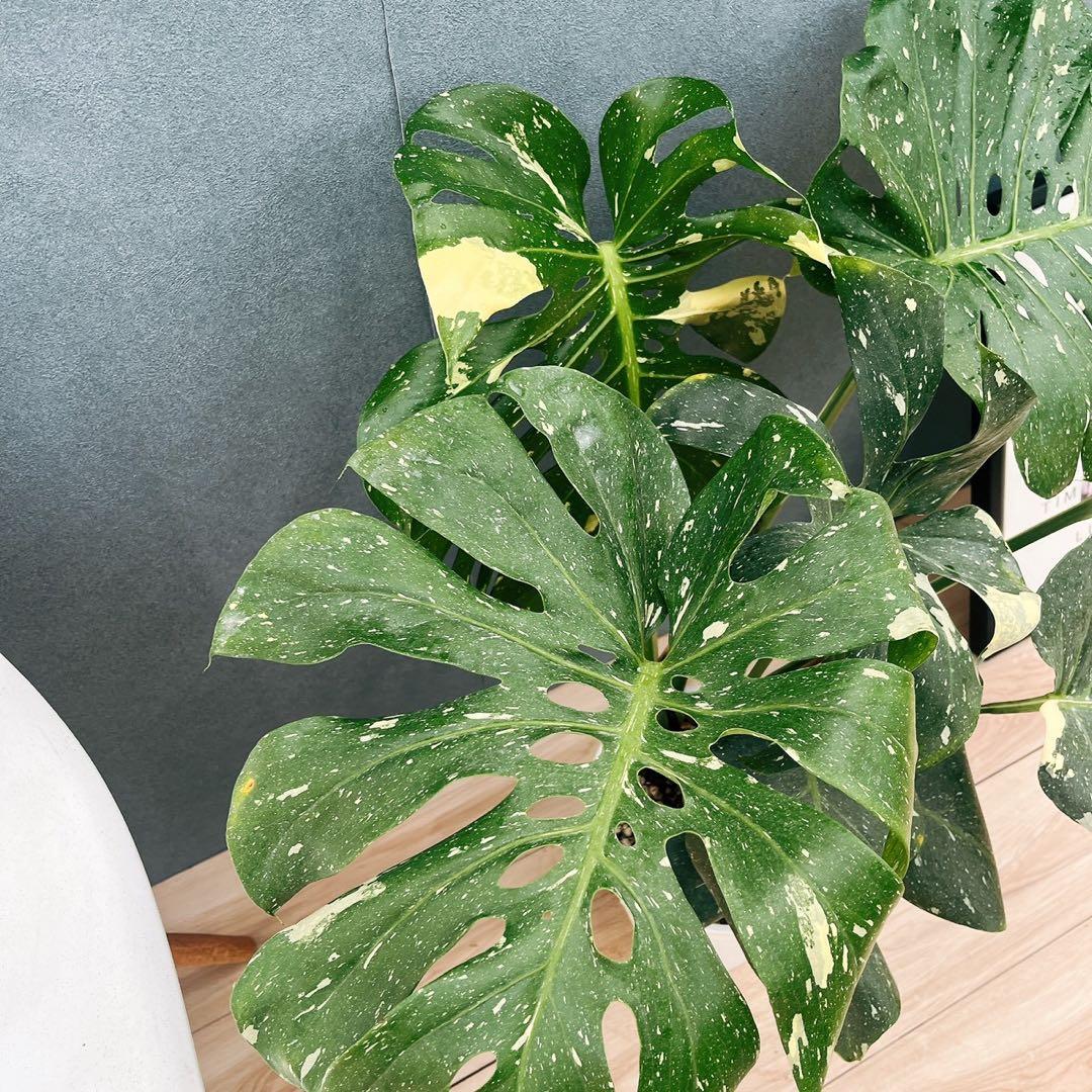 ［現品］【希少】N5 モンステラ　斑入り　7号　レア　観葉植物　室内　大型