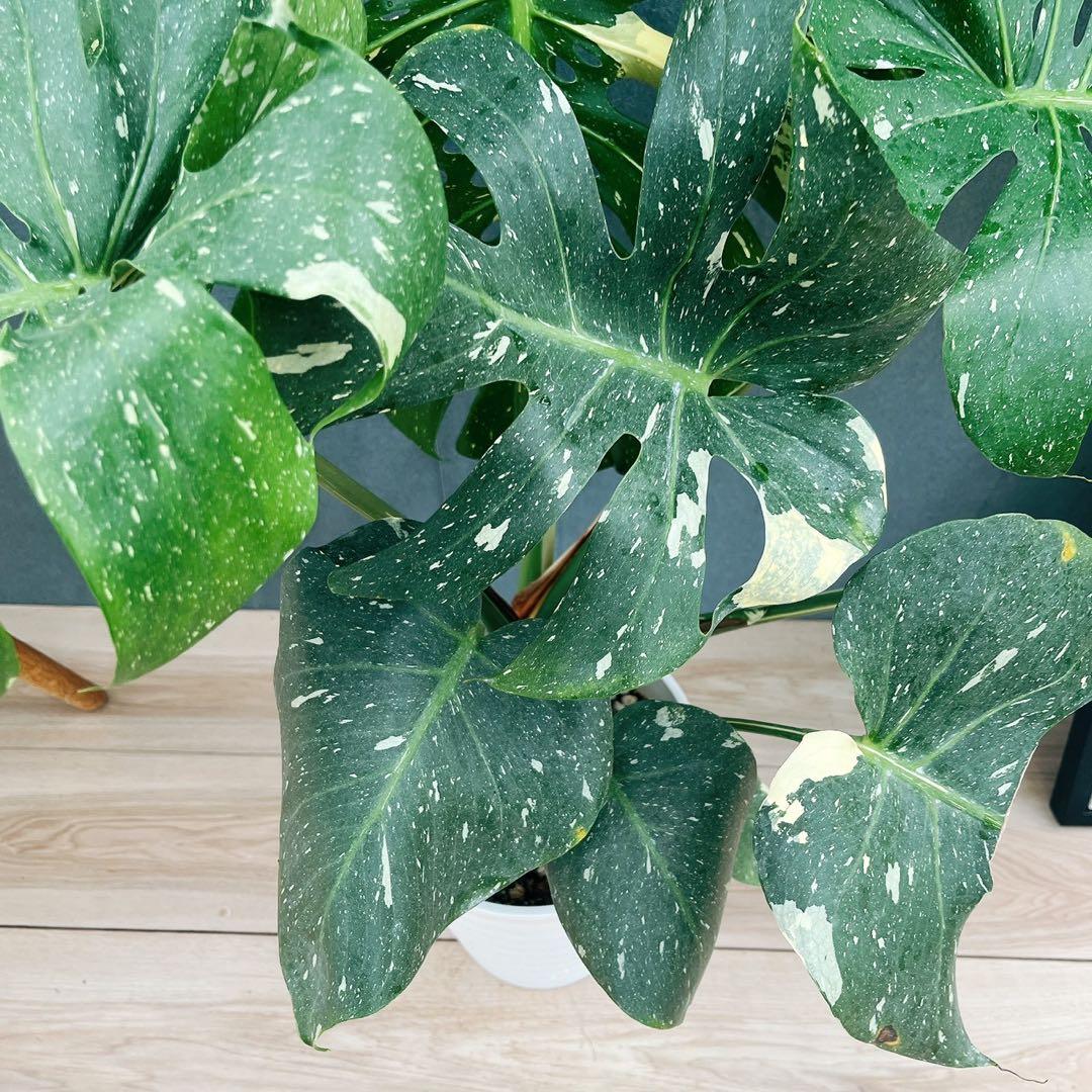 ［現品］【希少】N5 モンステラ　斑入り　7号　レア　観葉植物　室内　大型