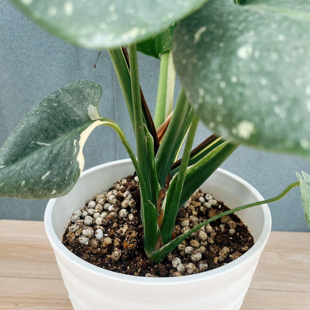 ［現品］【希少】N5 モンステラ　斑入り　7号　レア　観葉植物　室内　大型