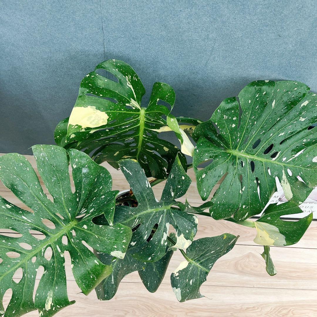 ［現品］【希少】N5 モンステラ　斑入り　7号　レア　観葉植物　室内　大型