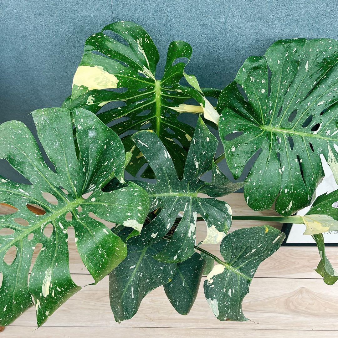 ［現品］【希少】N5 モンステラ　斑入り　7号　レア　観葉植物　室内　大型