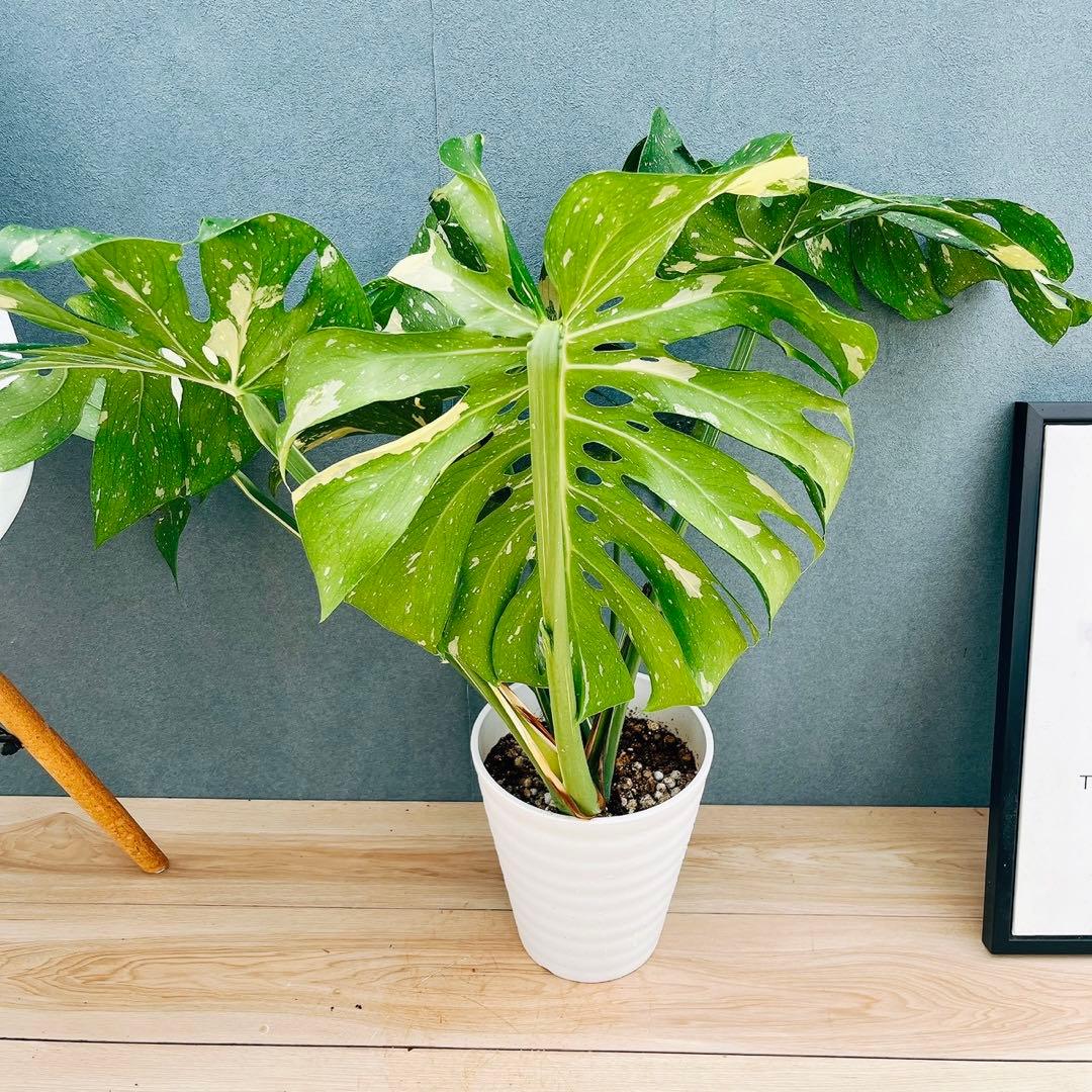 ［現品］【希少】N5 モンステラ　斑入り　7号　レア　観葉植物　室内　大型