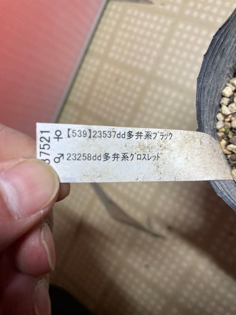 加藤農園 キラメキ⭐︎チョコレート クリスマスローズ