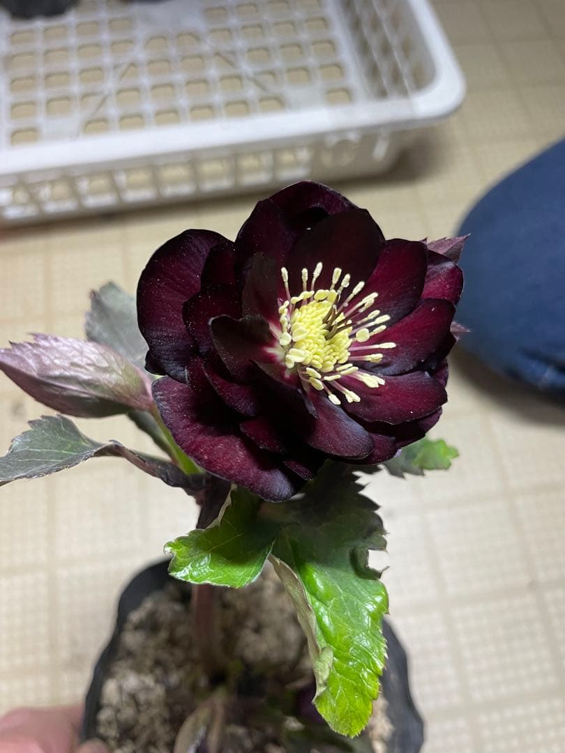 加藤農園 キラメキ⭐︎チョコレート クリスマスローズ