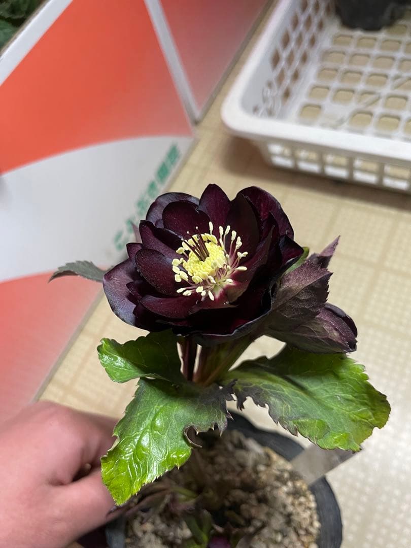 加藤農園 キラメキ⭐︎チョコレート クリスマスローズ