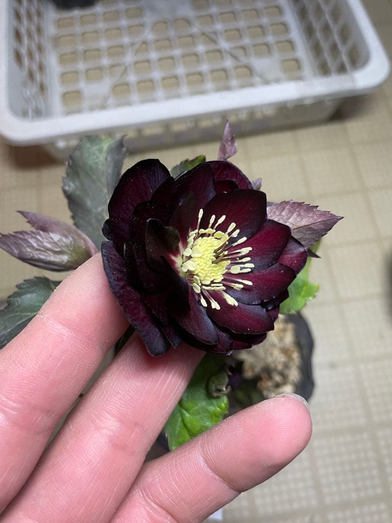 加藤農園 キラメキ⭐︎チョコレート クリスマスローズ