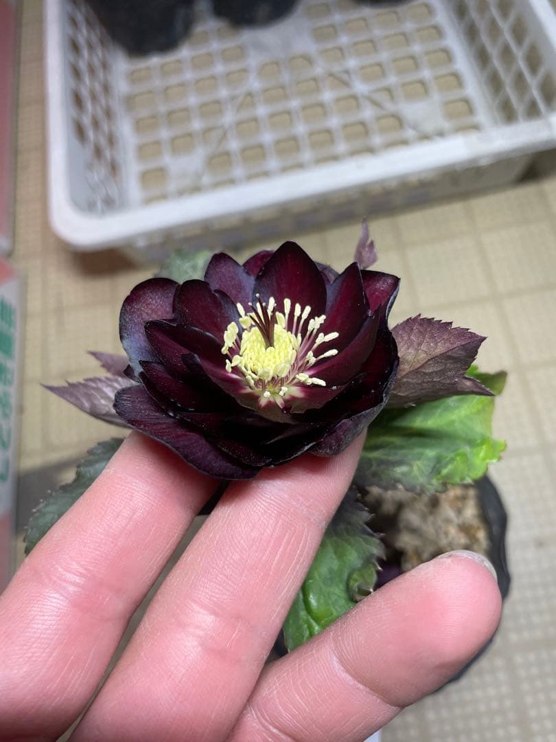 加藤農園 キラメキ⭐︎チョコレート クリスマスローズ