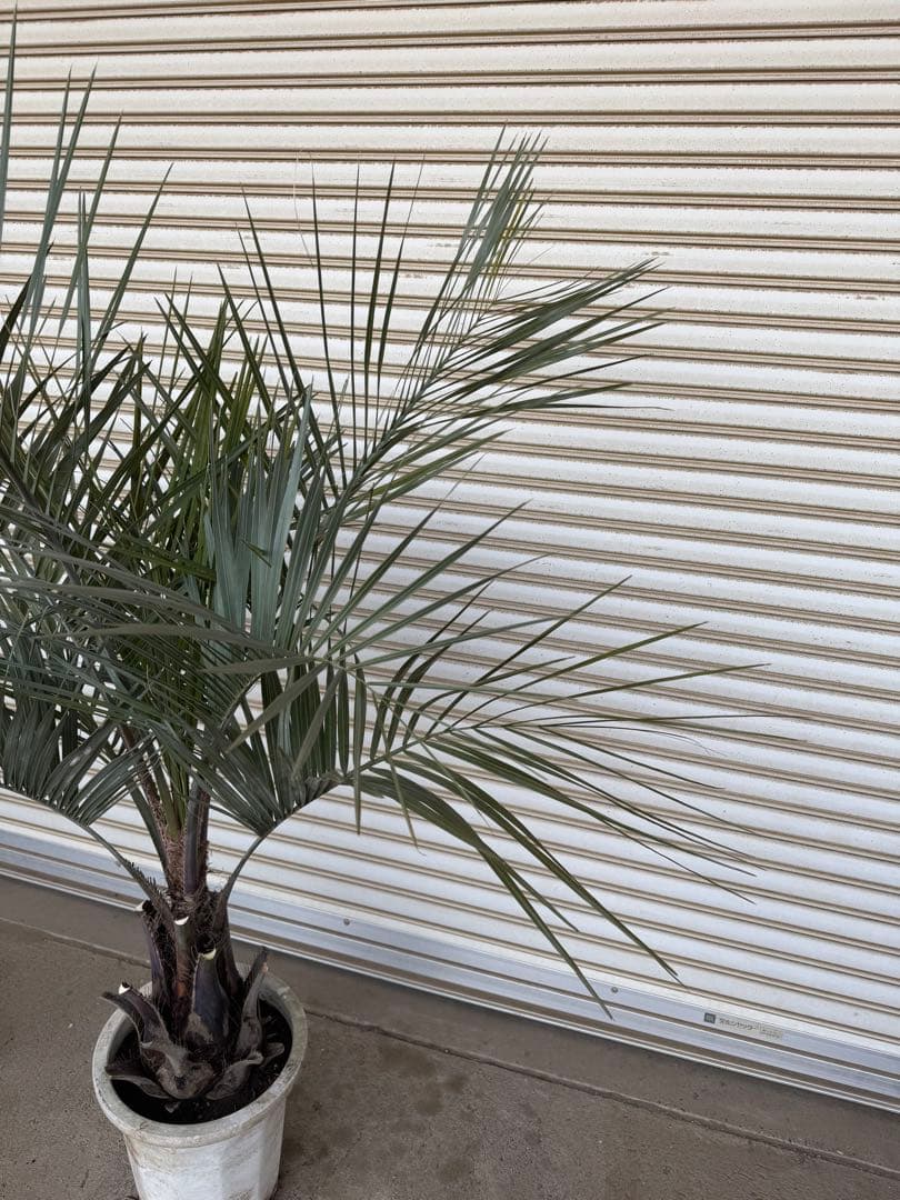 送料込み　ココスヤシ　シルバーリーフ　幹太　鉢植え　庭木　シンボルツリー