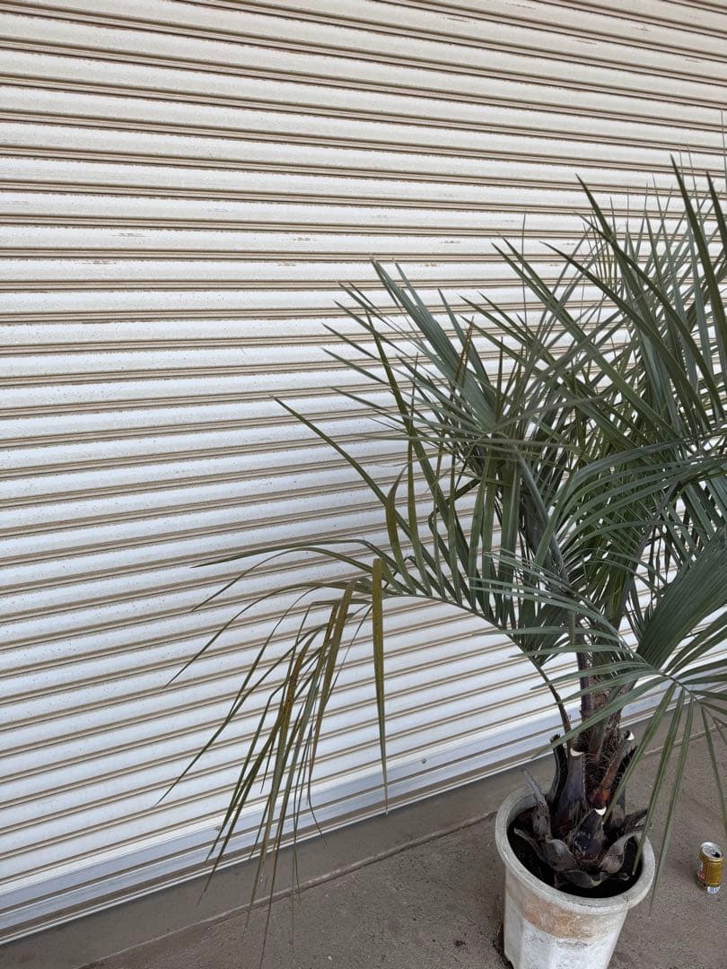 送料込み　ココスヤシ　シルバーリーフ　幹太　鉢植え　庭木　シンボルツリー