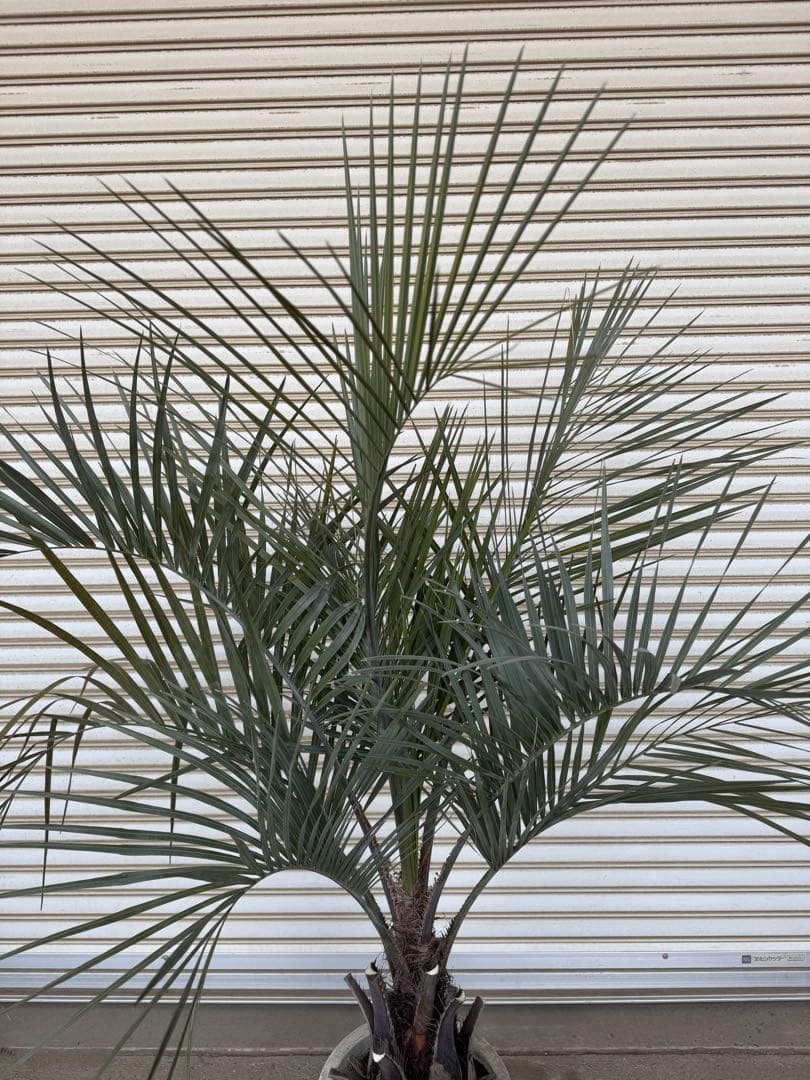 送料込み　ココスヤシ　シルバーリーフ　幹太　鉢植え　庭木　シンボルツリー