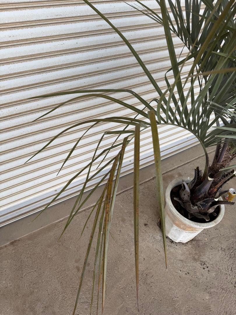 送料込み　ココスヤシ　シルバーリーフ　幹太　鉢植え　庭木　シンボルツリー