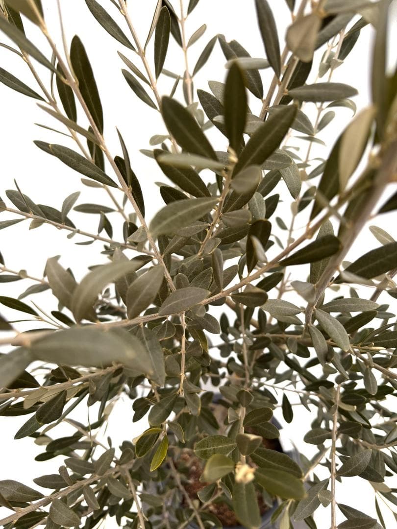 オリーブの木 セントキャサリン 8号 約140cm K-321 希少 現品掲載
