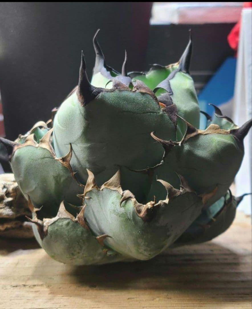 アガベ チタノタ ブラックアンドブルー BB 子株 - メルカリ