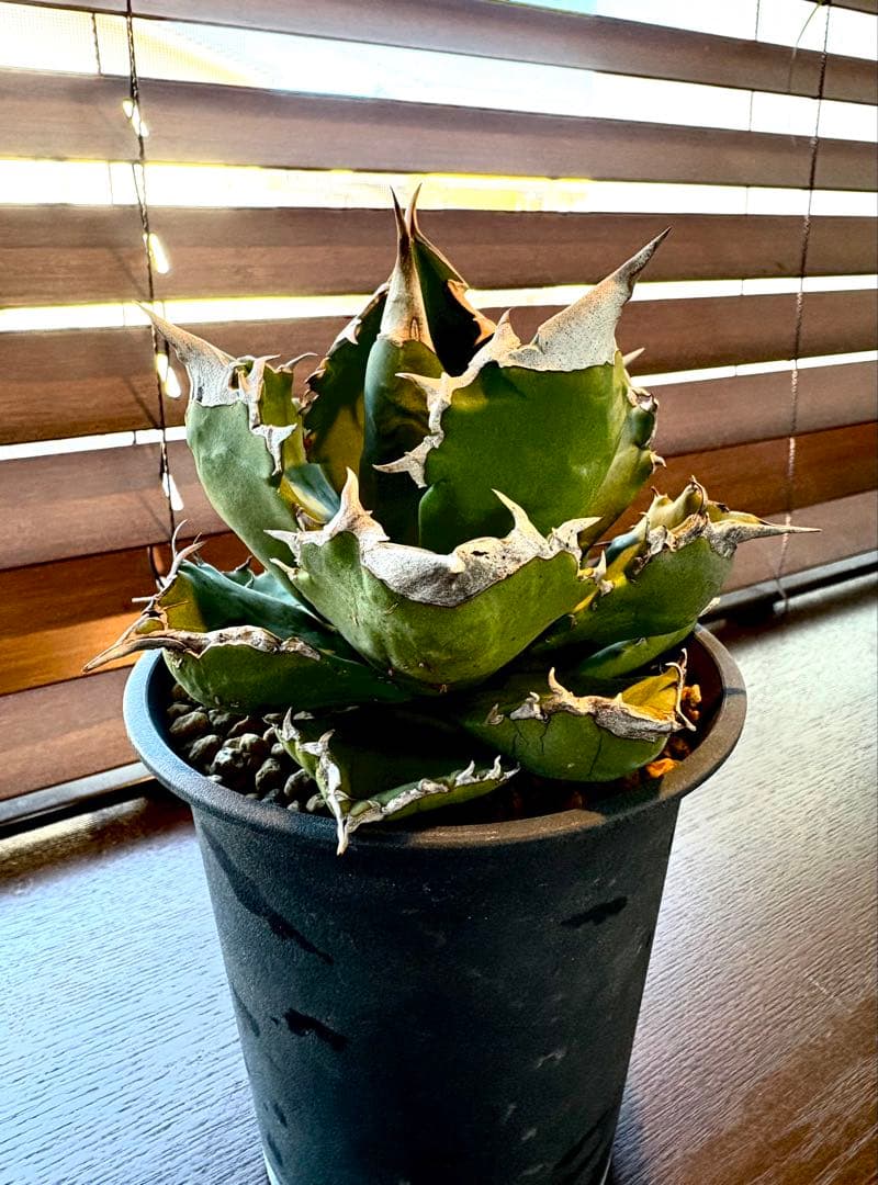 【特別価格】アガベ　チタノタ　ホワイトファイヤー　白火焔　レア　大株　No.53