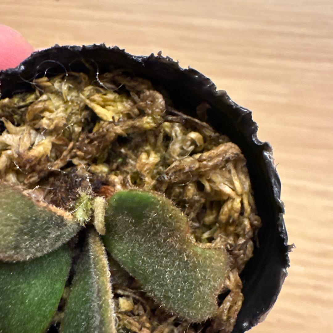 ビカクシダ P.Odin's Ravens spore(yellow moon dwarf)