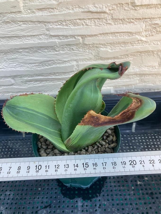 アガベ　オバティフォリア　キラー　【1/18撮影】☆未発根☆