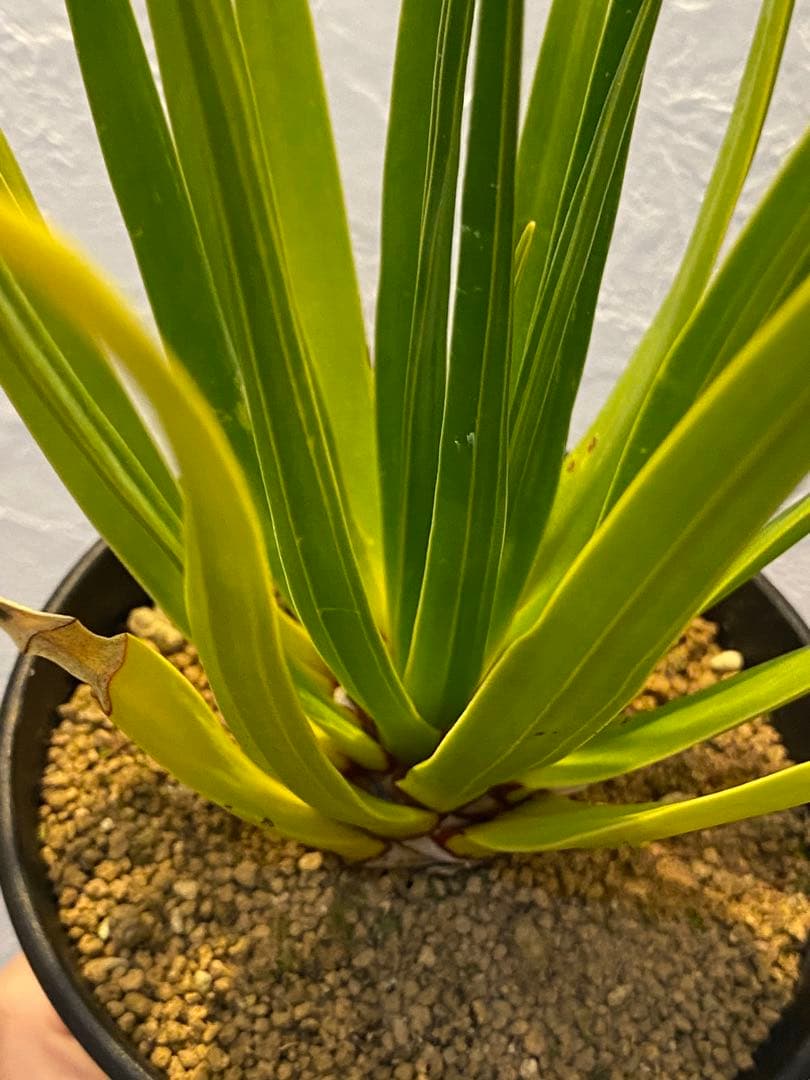【ラスト1鉢 希少】 ドラセナ シナバリ 優良株 実生8年