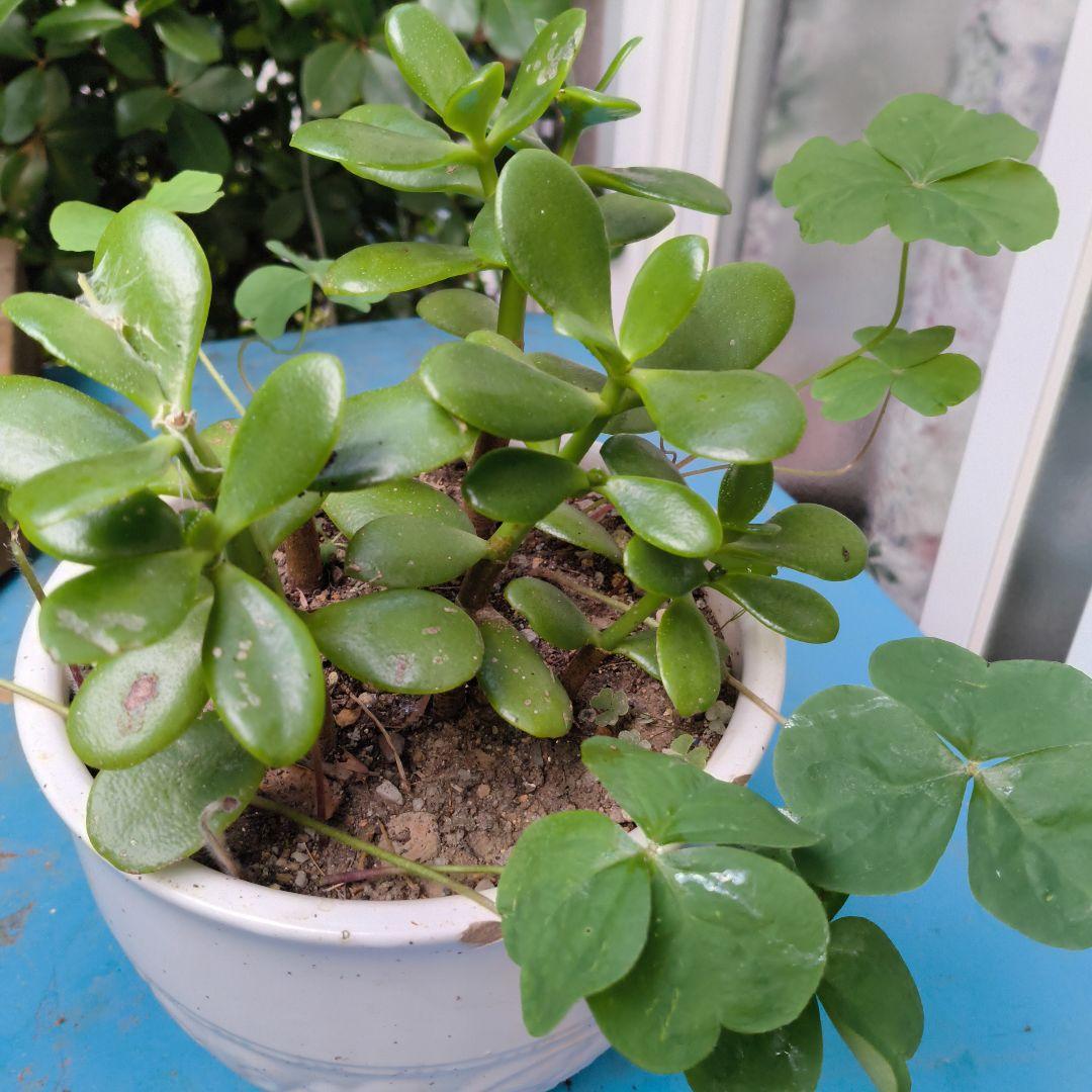 ロココ調　ホワイト クラシックチェア 使用感あり　ホワイト植木鉢金のなる木