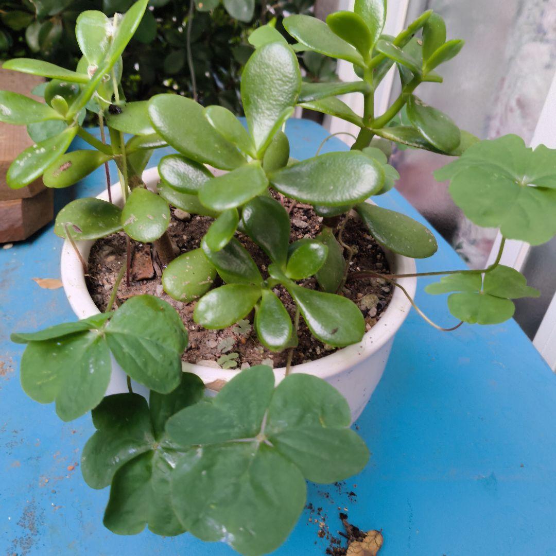 ロココ調　ホワイト クラシックチェア 使用感あり　ホワイト植木鉢金のなる木