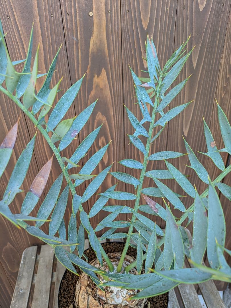 1お盆限定セール エンセファラルトス ホリダス 特大 丸株 コレクション級