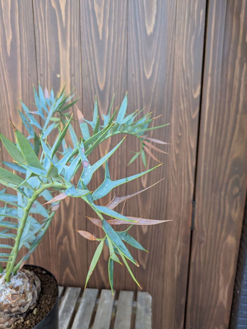 1お盆限定セール エンセファラルトス ホリダス 特大 丸株 コレクション級