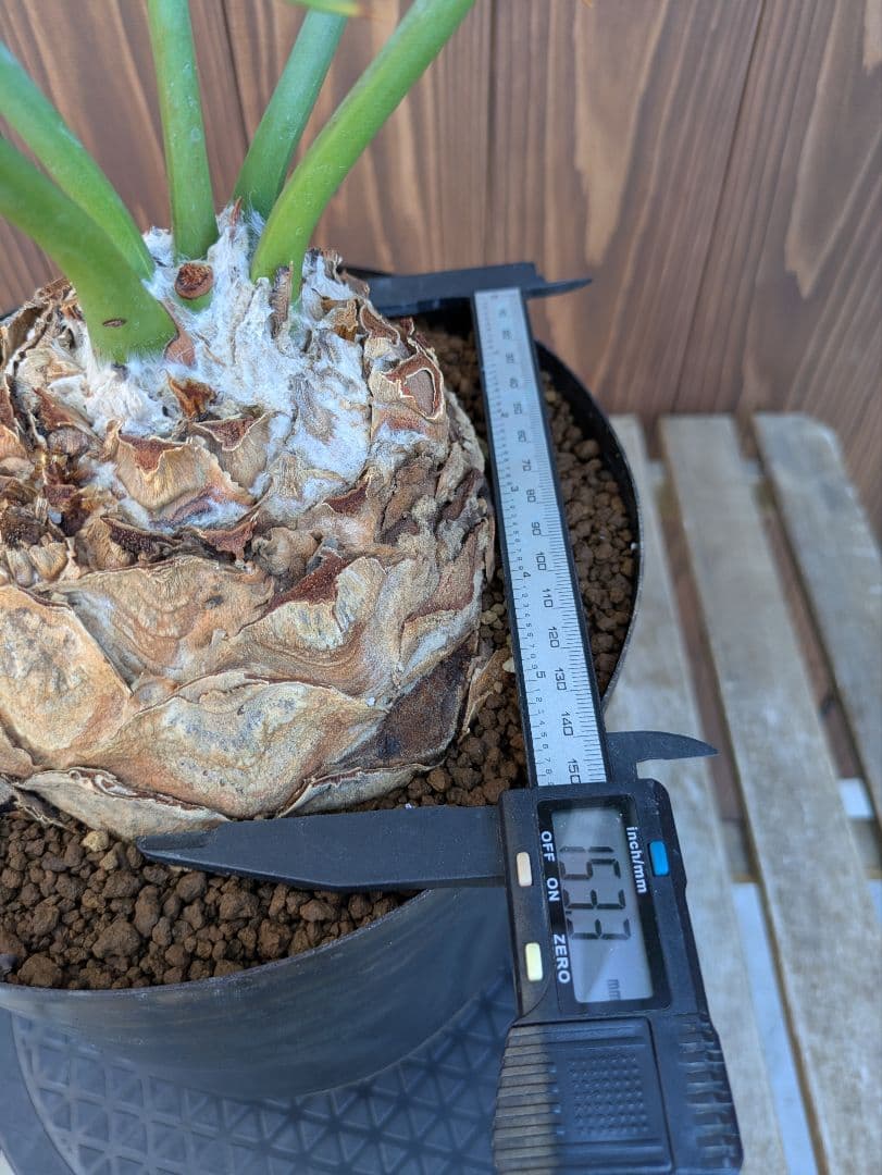 1お盆限定セール エンセファラルトス ホリダス 特大 丸株 コレクション級