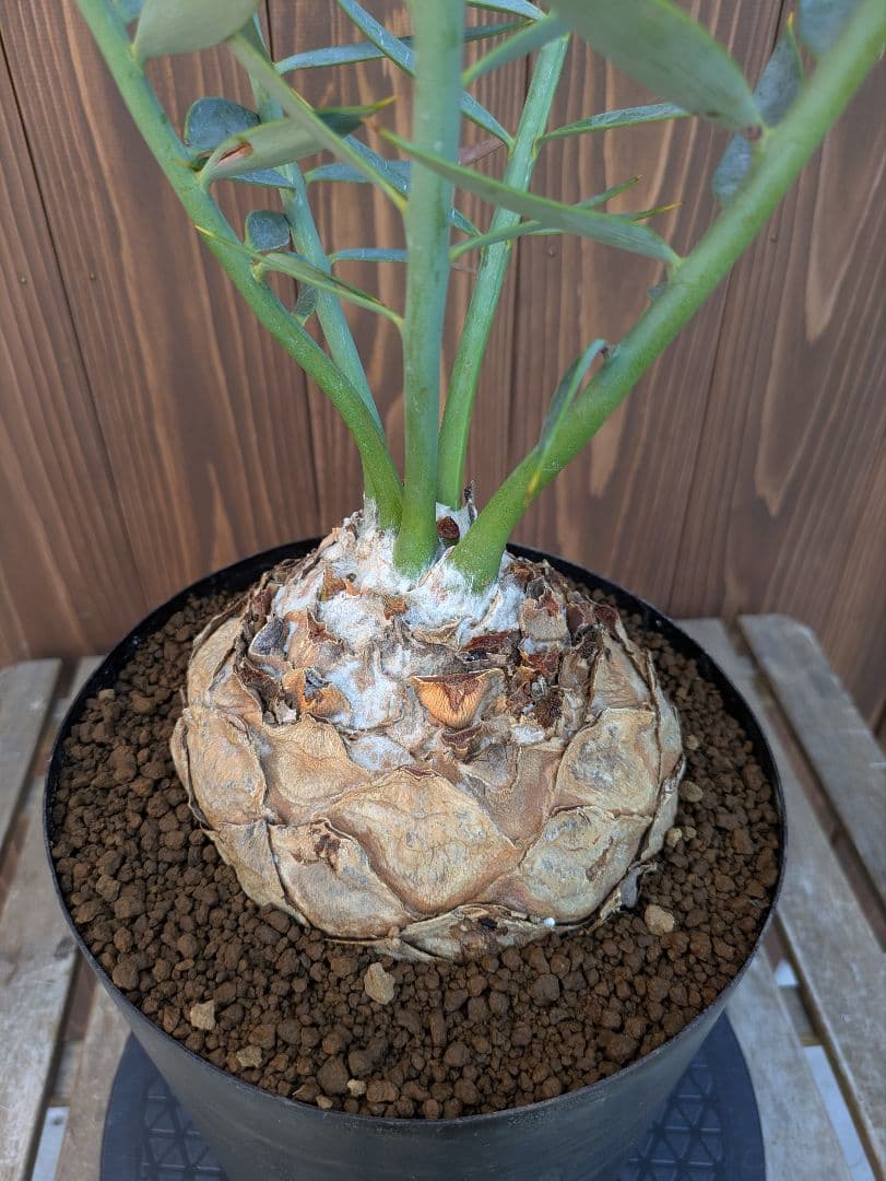 1お盆限定セール エンセファラルトス ホリダス 特大 丸株 コレクション級