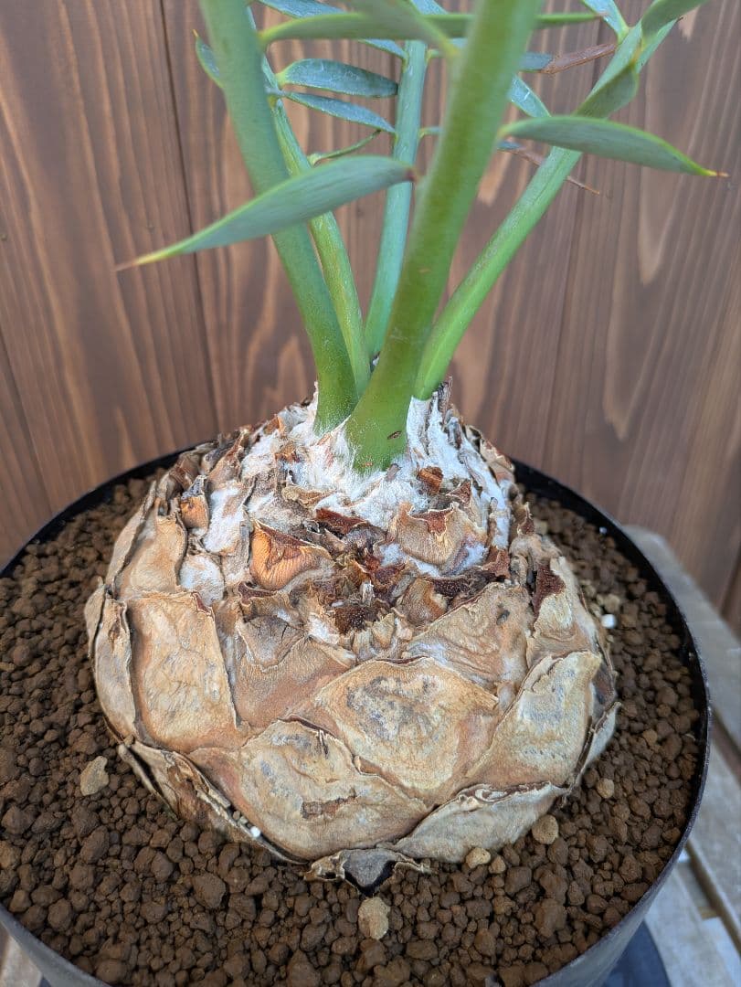 1お盆限定セール エンセファラルトス ホリダス 特大 丸株 コレクション級