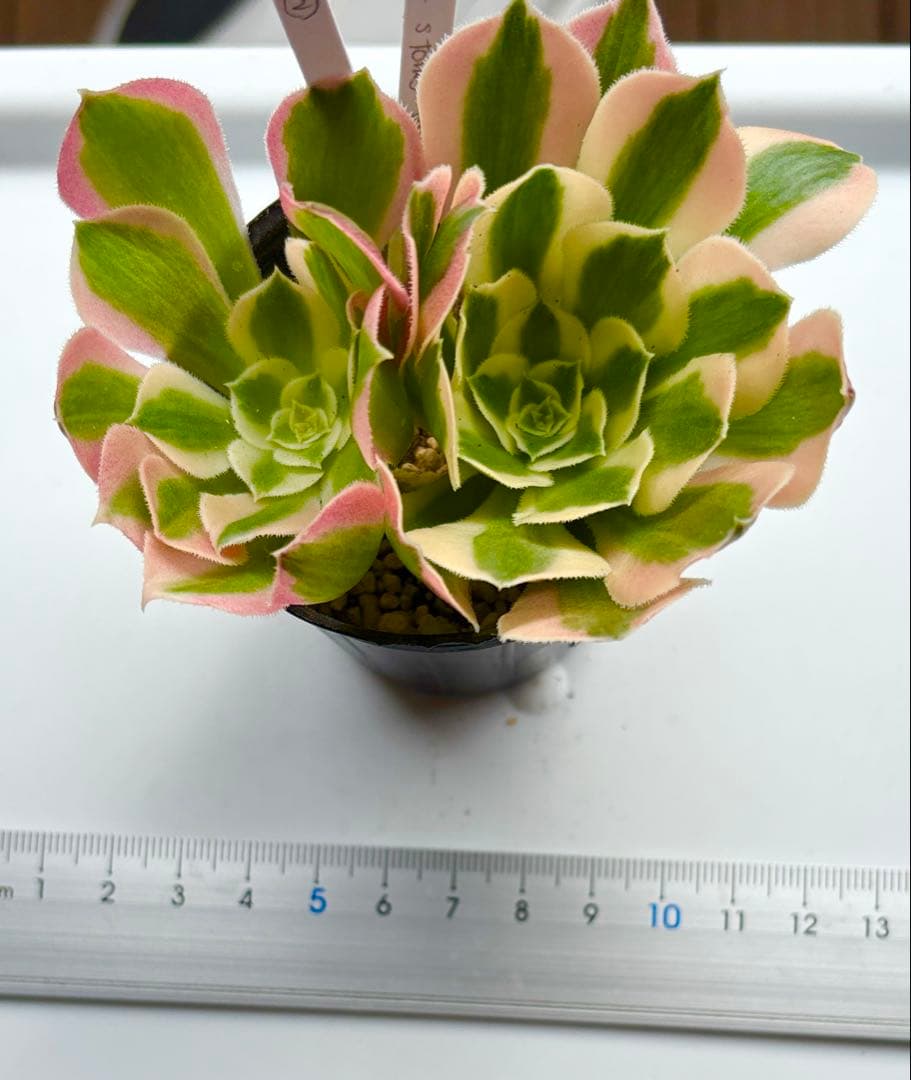 リバーストーン錦② カット苗 アエオニウム - メルカリ