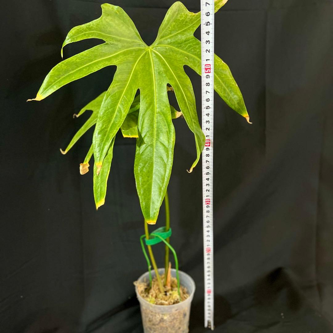 アンスリウム　ペダトラディアツム　レア　原種アンスリウム　大きめサイズ　①