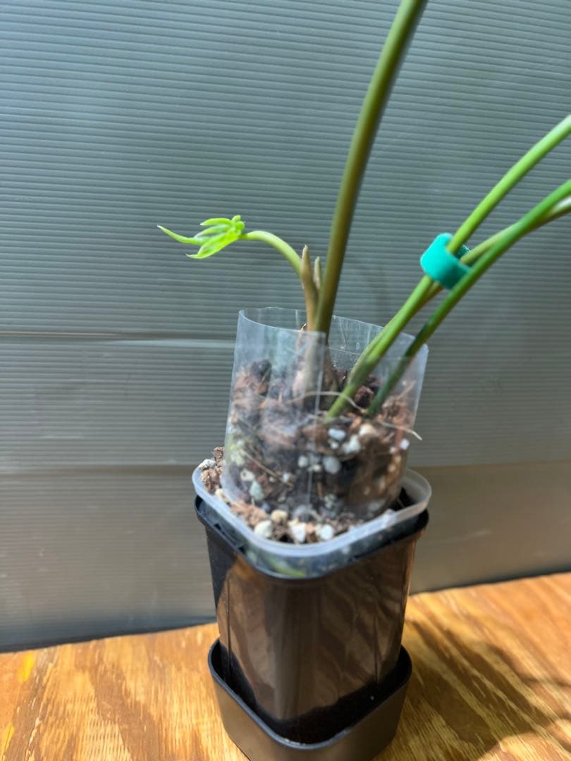 アンスリウム　ペダトラディアツム　レア　原種アンスリウム　大きめサイズ　①