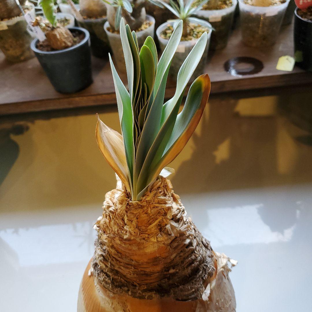 ブーファン※ハエマントイデス