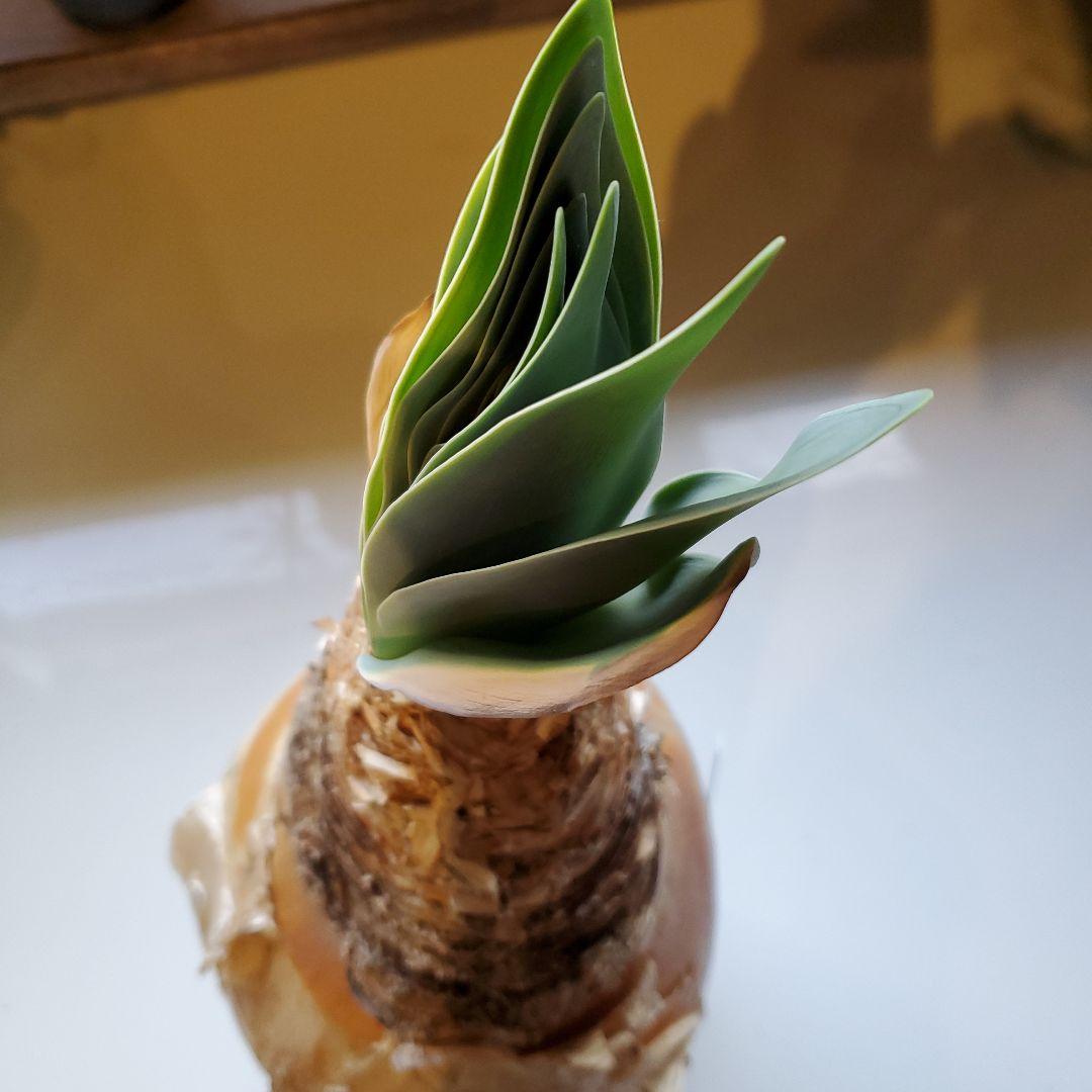 ブーファン※ハエマントイデス