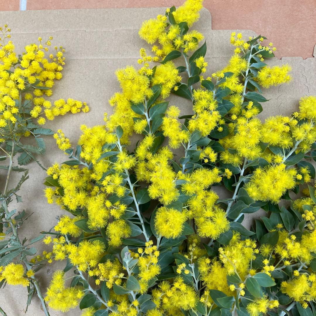 ミモザ パールアカシア 真珠葉 銀葉アカシア 開花 フレッシュ 生花