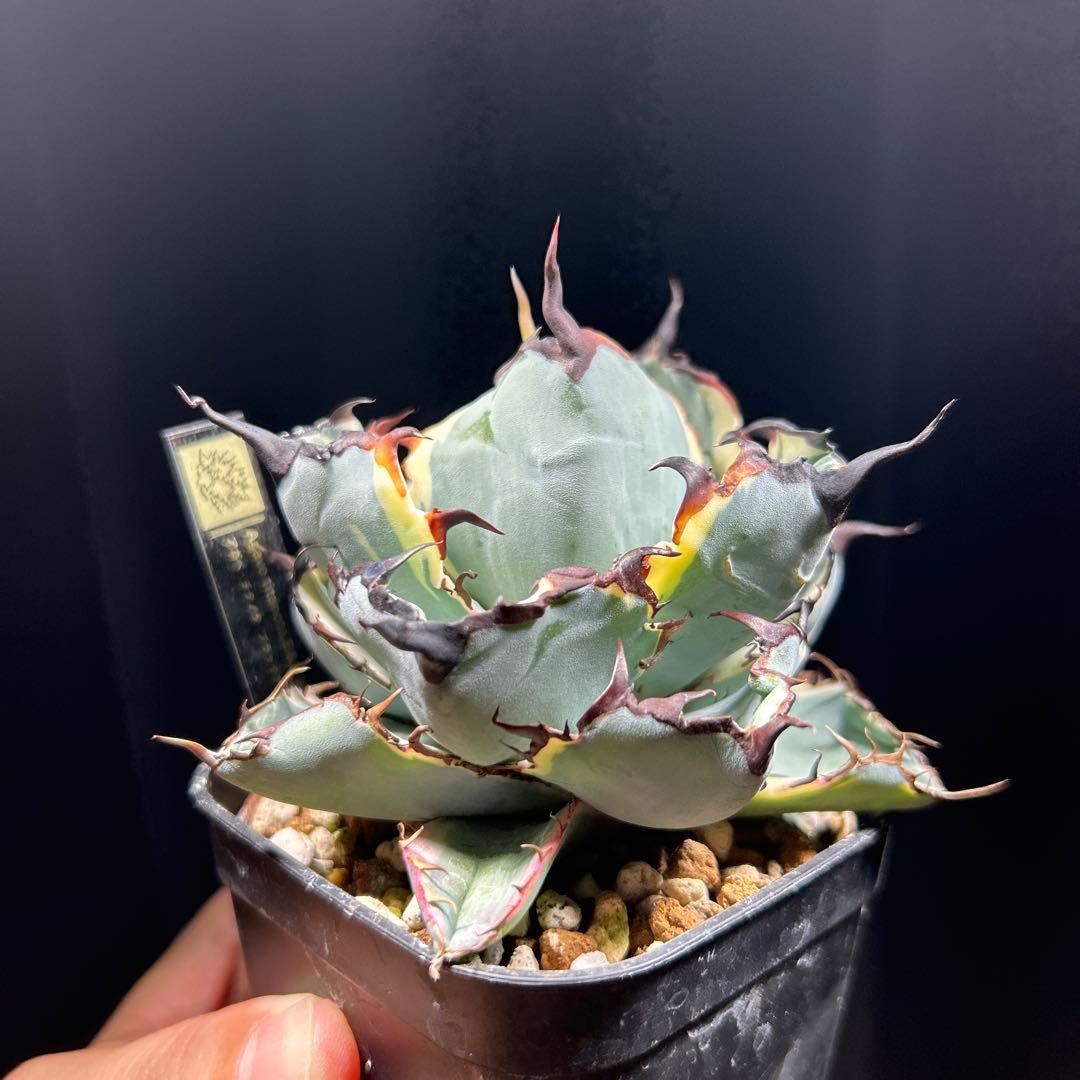 アガベ チタノタ BB錦 白覆輪斑 ブラックアンドブルー錦 発根済み