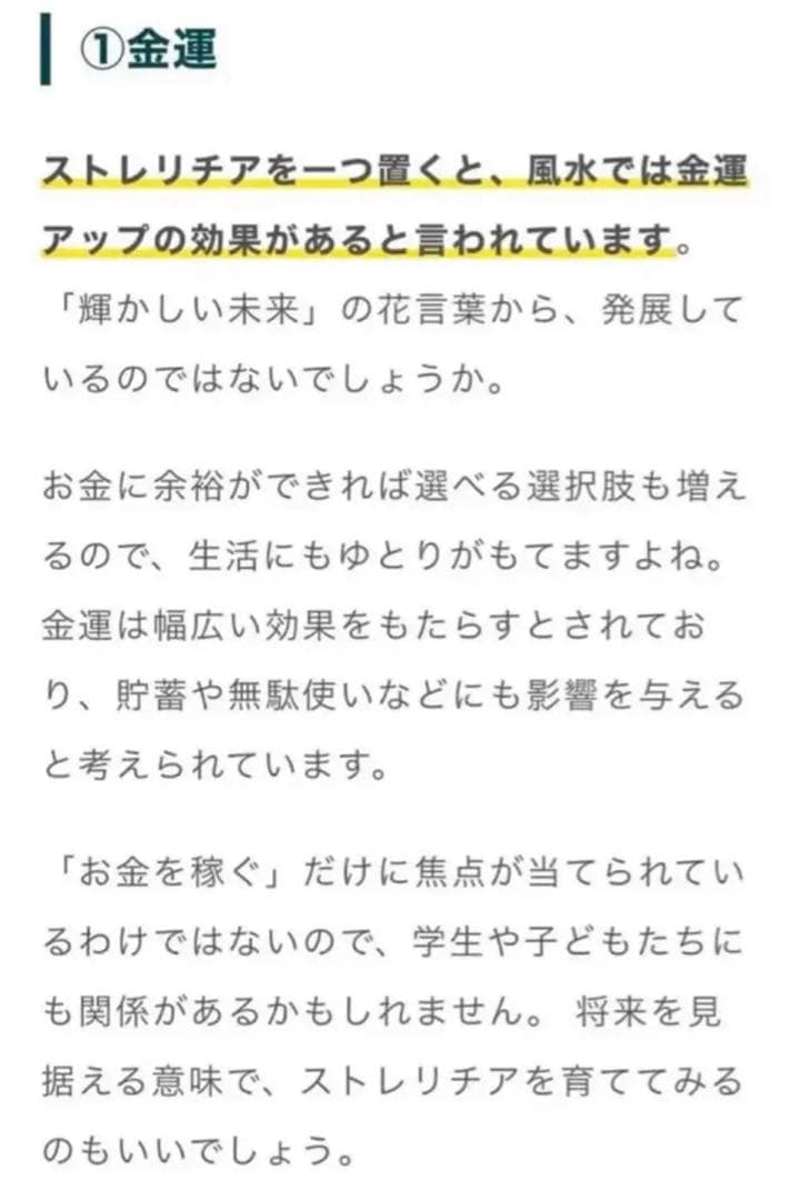 792【激レア・廃盤・貴重・希少】縁起物♪極楽鳥花 ストレリチア