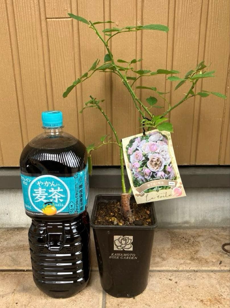 正規品接木バラ苗】河本 新品種カフェモカ ラベル付き （新苗） - メルカリ