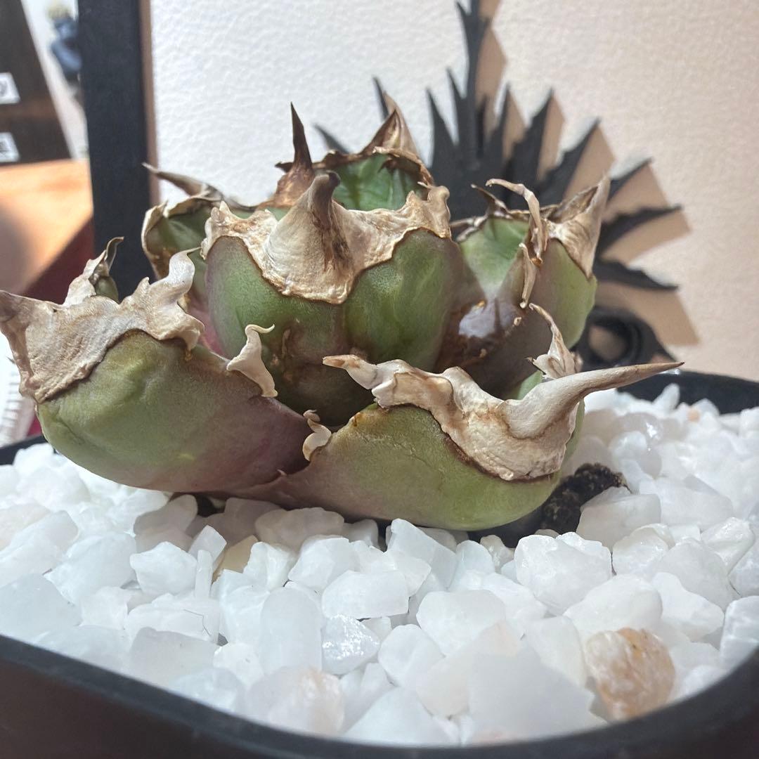 アガベ 清櫻　極上