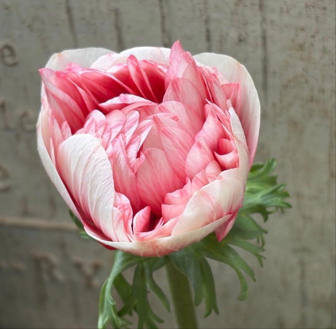 真紀様　リクエスト 2点 まとめ商品