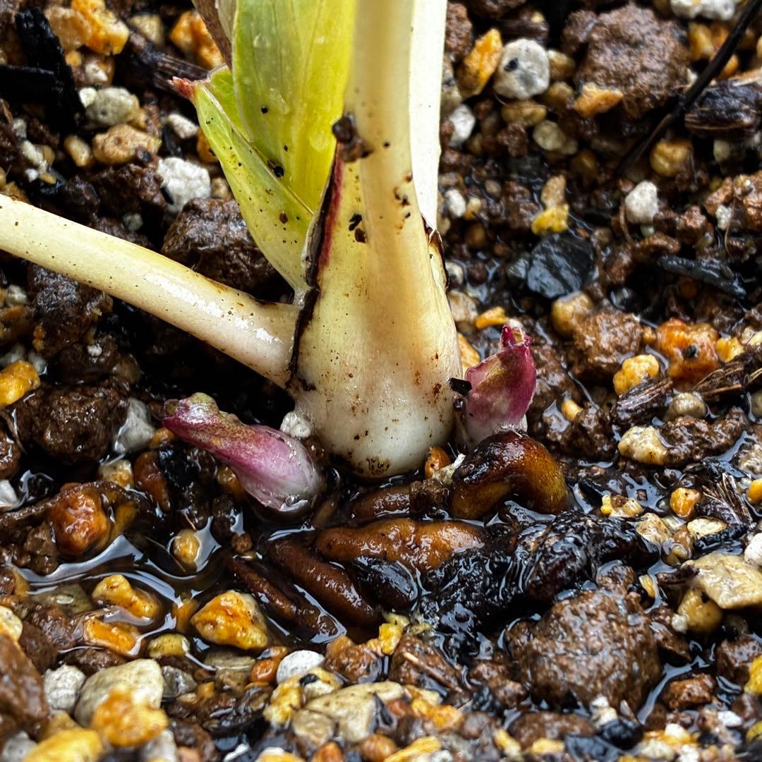 3574☘️蕾花タグ付き☘️超極上☘️超希少⭐️SD⭐️蜃気楼⭐️大木ナーセリー⭐️