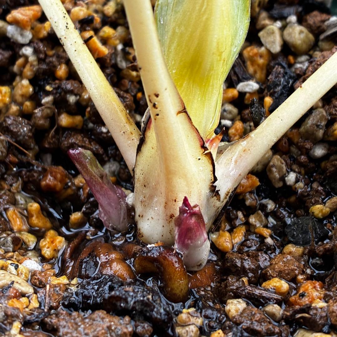 3574☘️蕾花タグ付き☘️超極上☘️超希少⭐️SD⭐️蜃気楼⭐️大木ナーセリー⭐️