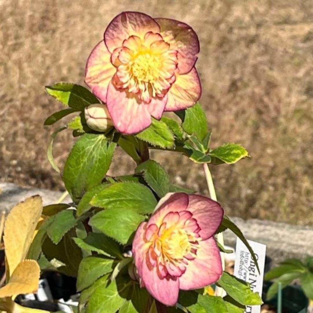 3574☘️蕾花タグ付き☘️超極上☘️超希少⭐️SD⭐️蜃気楼⭐️大木ナーセリー⭐️