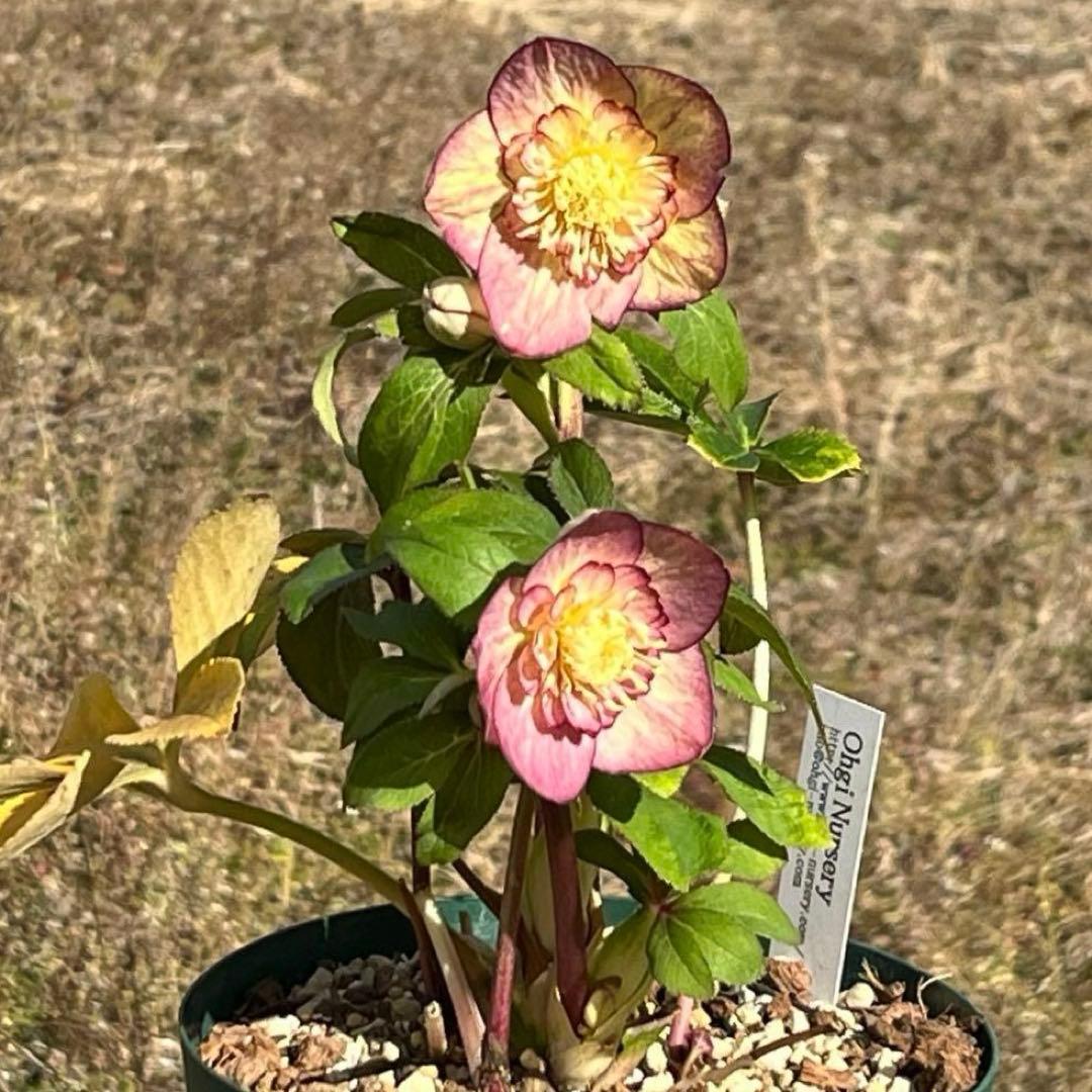 3574☘️蕾花タグ付き☘️超極上☘️超希少⭐️SD⭐️蜃気楼⭐️大木ナーセリー⭐️