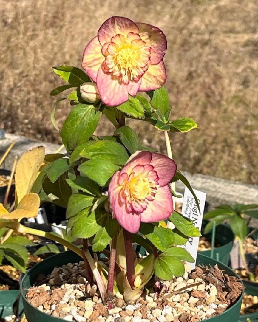 3574☘️蕾花タグ付き☘️超極上☘️超希少⭐️SD⭐️蜃気楼⭐️大木ナーセリー⭐️