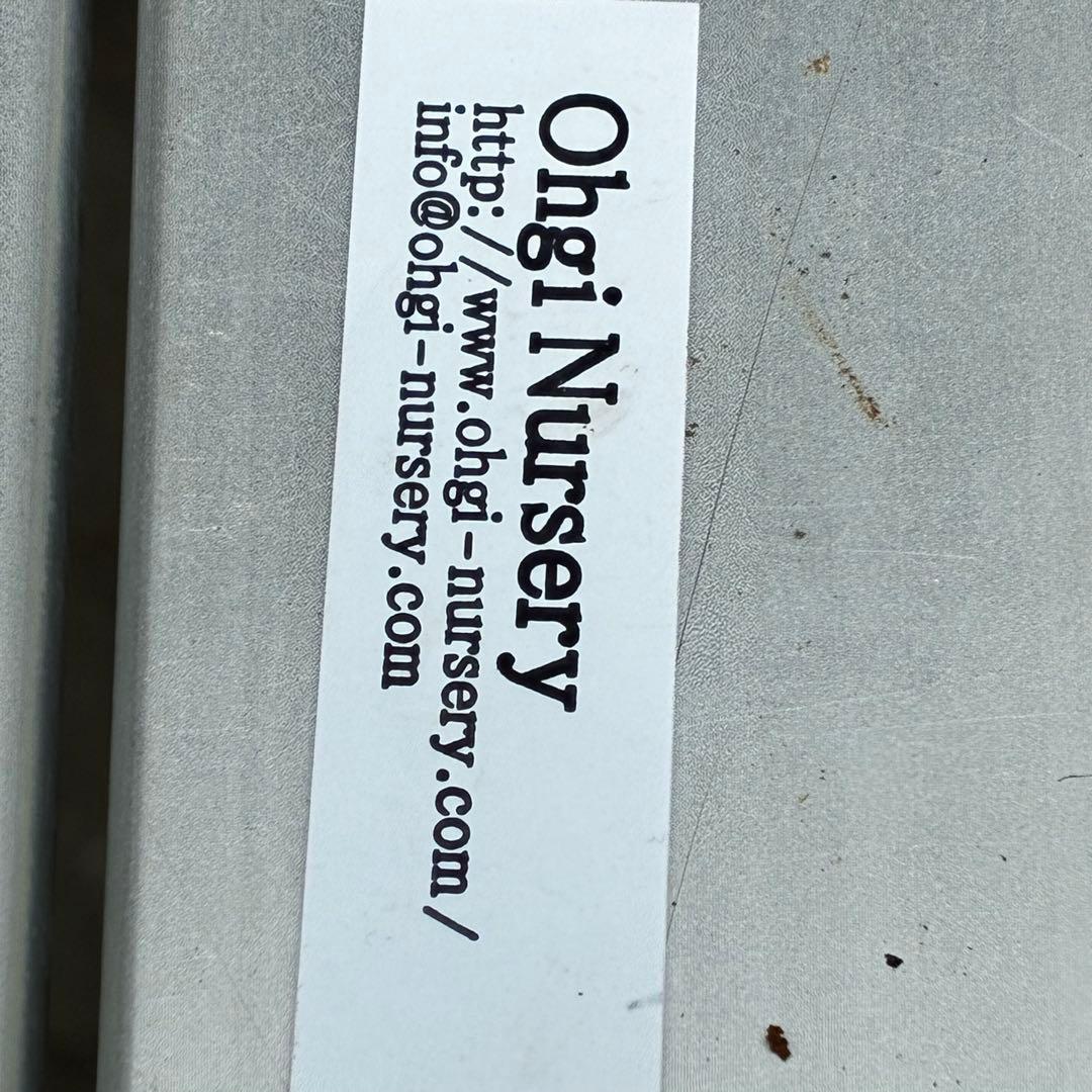 3574☘️蕾花タグ付き☘️超極上☘️超希少⭐️SD⭐️蜃気楼⭐️大木ナーセリー⭐️