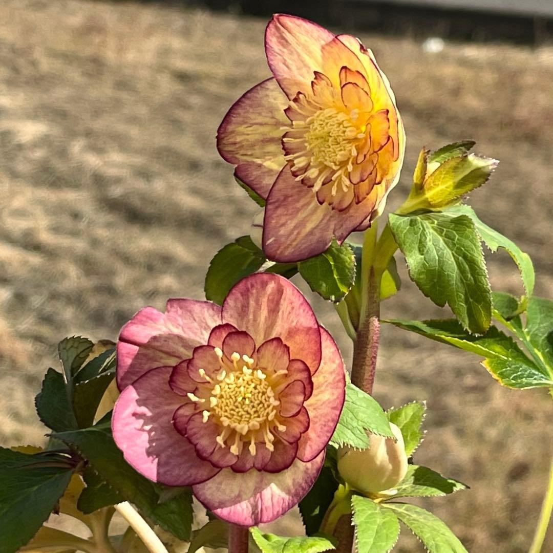 3574☘️蕾花タグ付き☘️超極上☘️超希少⭐️SD⭐️蜃気楼⭐️大木ナーセリー⭐️