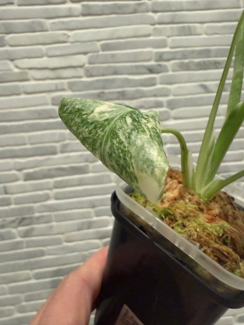 モンステラ レガシー　斑入り