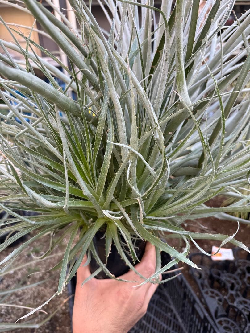 群生　プヤ　セルーレア