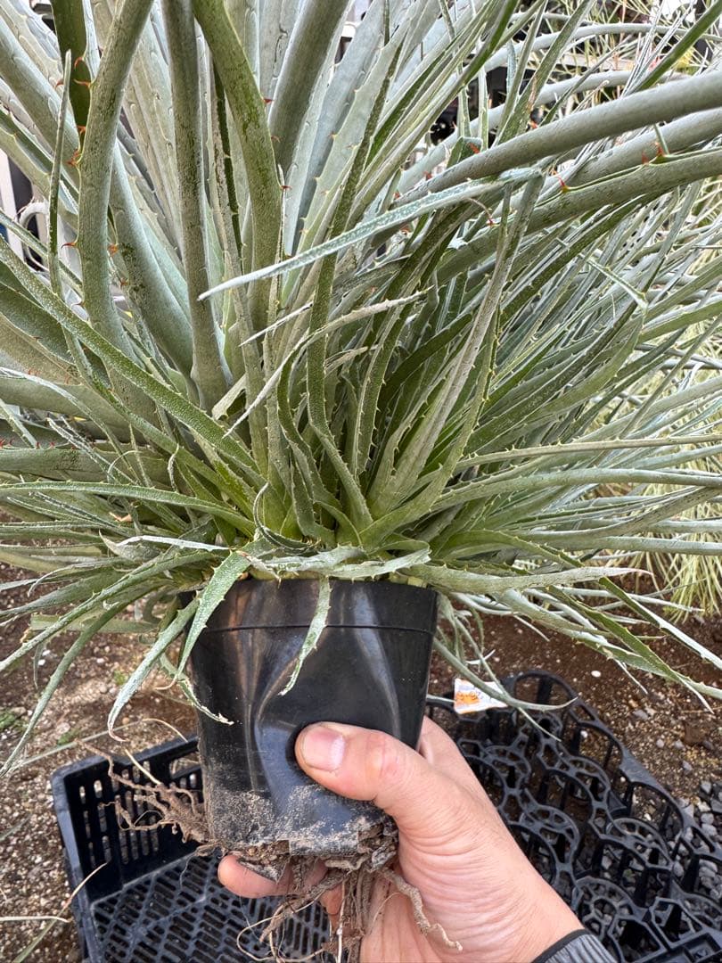 群生　プヤ　セルーレア